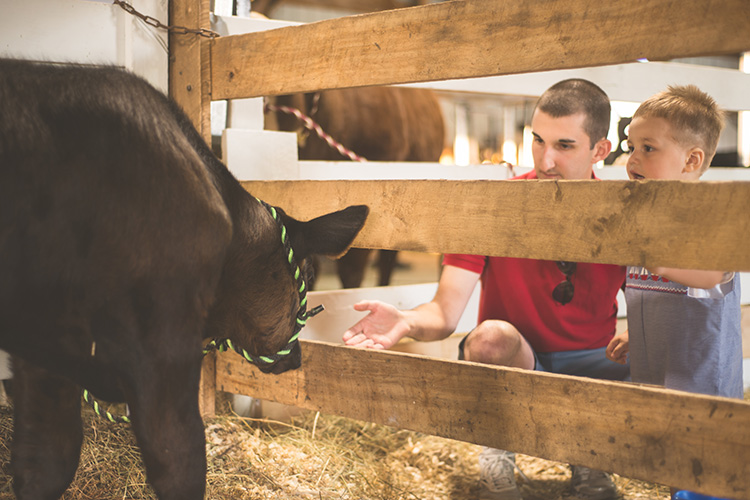 A father and son looking at a calf in a barn.